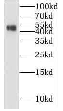 KLHL35 Antibody - BSA Free