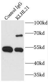 Kelch-Like Family Member 21 Antibody - BSA Free