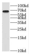 KLHL2 Antibody - BSA Free