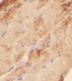 KLHL14 Antibody - BSA Free