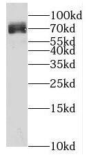 KLHL10 Antibody - BSA Free