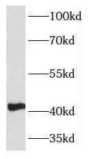 KLF13 Antibody - BSA Free