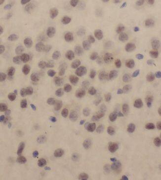 KLF13 Antibody - BSA Free