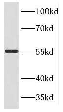 KLC3 Antibody - BSA Free