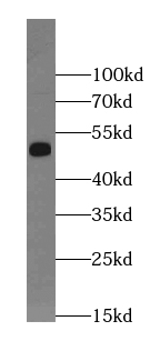 Kir6.1 Antibody - BSA Free