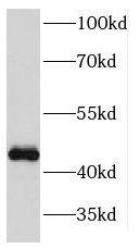 KIN Antibody - BSA Free