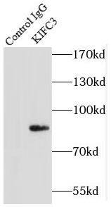 KIFC3 Antibody - BSA Free