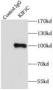 Kif3c Antibody - BSA Free