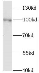 Kif3c Antibody - BSA Free