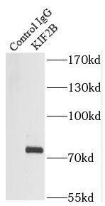 KIF2B Antibody - BSA Free