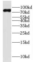 KIF2B Antibody - BSA Free
