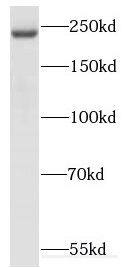 KIF26B Antibody - BSA Free