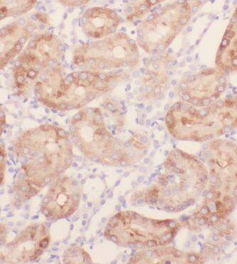 KIF26B Antibody - BSA Free