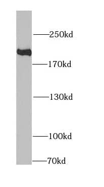 KIF1B Antibody - BSA Free