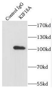 KIF18A Antibody - BSA Free