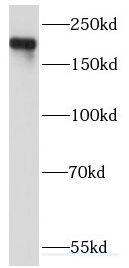 KIDINS220 Antibody - BSA Free