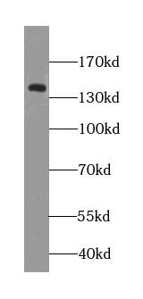 NCKAP5L Antibody - BSA Free
