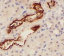 NCKAP5L Antibody - BSA Free