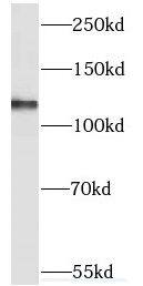 KIAA1468 Antibody - BSA Free