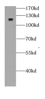 SKT Antibody - BSA Free