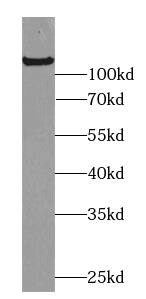 C2CD5 Antibody - BSA Free