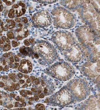 EFCAB14 Antibody - BSA Free
