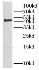 EFCAB14 Antibody - BSA Free