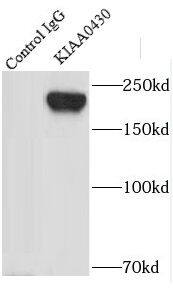 LKAP Antibody - BSA Free