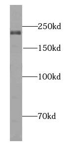 LKAP Antibody - BSA Free