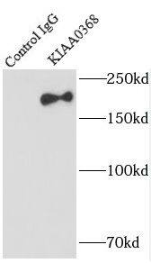 ECM29 Antibody - BSA Free