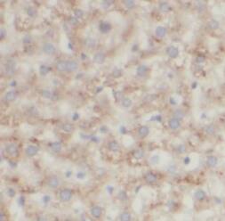 ECM29 Antibody - BSA Free