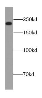 ECM29 Antibody - BSA Free