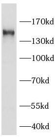 AAVR/KIAA0319L Antibody - BSA Free