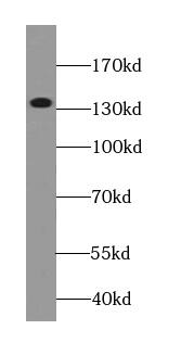 GSE1 Antibody - BSA Free