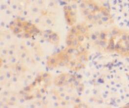 GSE1 Antibody - BSA Free