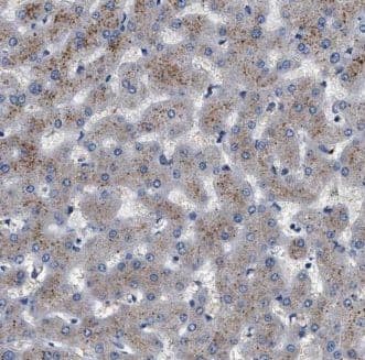 KHDC1 Antibody - BSA Free
