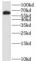 KDELC2 Antibody - BSA Free