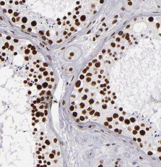 KDELC2 Antibody - BSA Free