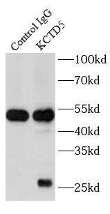 KCTD5 Antibody - BSA Free