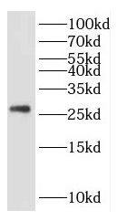 KCTD5 Antibody - BSA Free