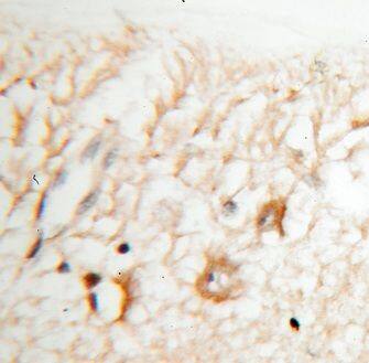 Kv9.2 Antibody - BSA Free