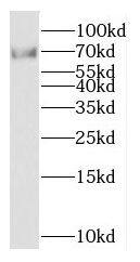 Kv9.2 Antibody - BSA Free