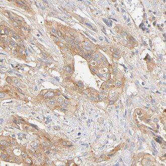 VABP Antibody - BSA Free