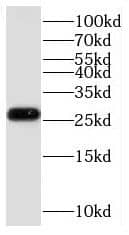 MiRP3 Antibody - BSA Free