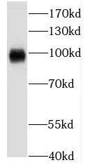 Kv3.4 Antibody - BSA Free