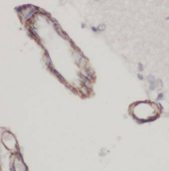 KvBeta1 Antibody - BSA Free