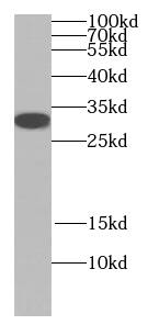 JSRP1 Antibody - BSA Free