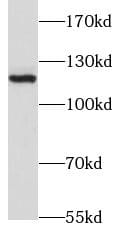JMY Antibody - BSA Free