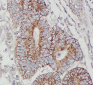 JMY Antibody - BSA Free