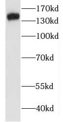 JNK/JIP3 Antibody - BSA Free